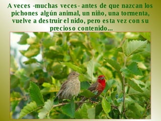 A veces -muchas veces- antes de que nazcan los  pichones algún animal, un niño, una tormenta,  vuelve a destruir el nido, pero esta vez con su  precioso contenido... 