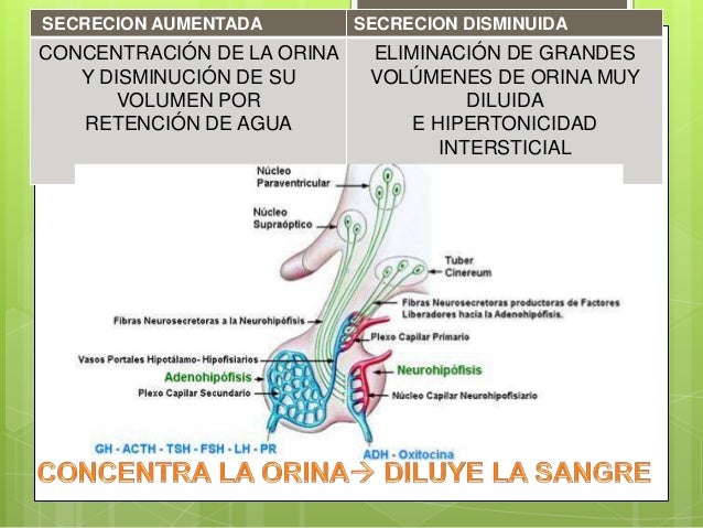 regulación de la diabetes de secreción adh regulación de la diabetes de secreción adh