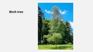 Birch tree
 