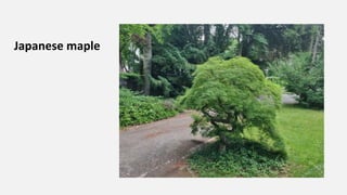Japanese maple
 