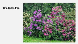 Rhododendron
 