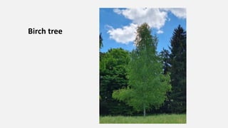 Birch tree
 