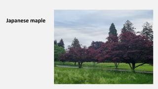 Japanese maple
 