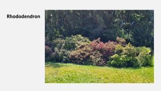 Rhododendron
 