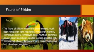 Fauna of Sikkim
 