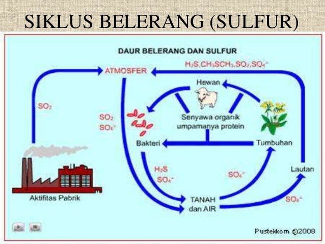 Diagram Daur Sulfur Image collections - How To Guide And 