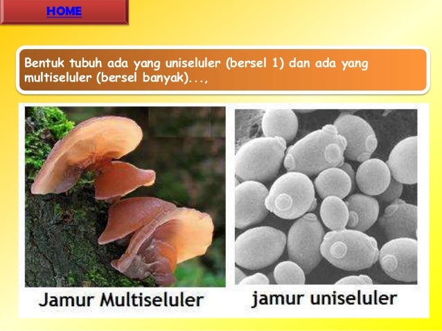 UAS Media dan Teknologi Siklus hidup dan reproduksi jamur 