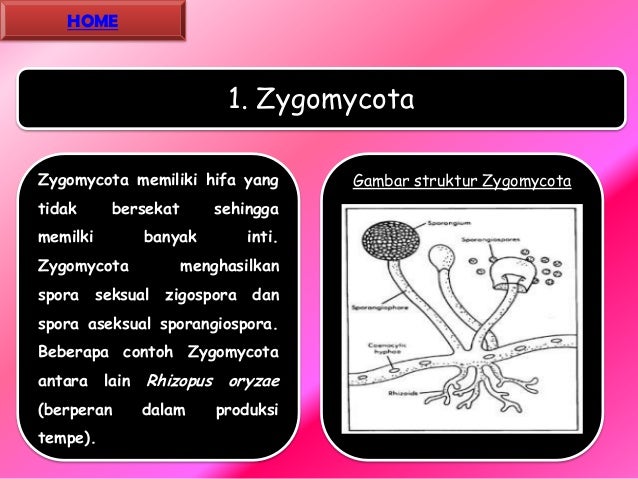 UAS Media dan Teknologi Siklus hidup dan reproduksi jamur 
