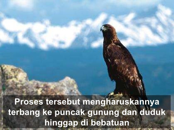 Download 84 Gambar Elang Hinggap Terbaru 