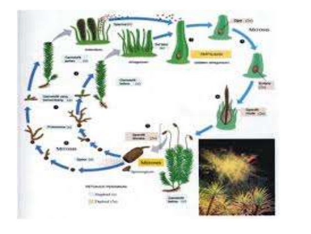 SIKLUS HIDUP TUMBUHAN LUMUT