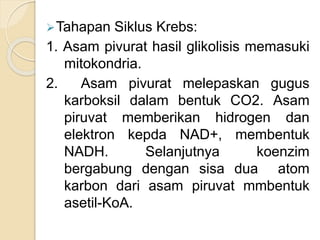 Tahapan Siklus Krebs:
1. Asam pivurat hasil glikolisis memasuki
mitokondria.
2. Asam pivurat melepaskan gugus
karboksil dalam bentuk CO2. Asam
piruvat memberikan hidrogen dan
elektron kepda NAD+, membentuk
NADH. Selanjutnya koenzim
bergabung dengan sisa dua atom
karbon dari asam piruvat mmbentuk
asetil-KoA.
 