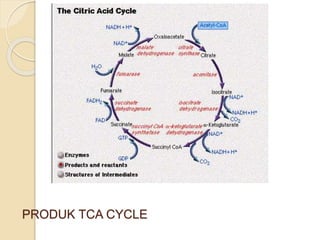 PRODUK TCA CYCLE
 