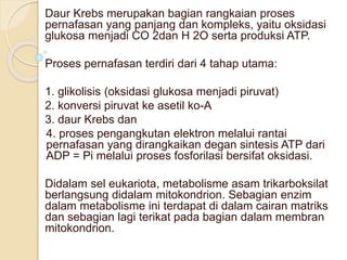 Daur Krebs merupakan bagian rangkaian proses
pernafasan yang panjang dan kompleks, yaitu oksidasi
glukosa menjadi CO 2dan H 2O serta produksi ATP.
Proses pernafasan terdiri dari 4 tahap utama:
1. glikolisis (oksidasi glukosa menjadi piruvat)
2. konversi piruvat ke asetil ko-A
3. daur Krebs dan
4. proses pengangkutan elektron melalui rantai
pernafasan yang dirangkaikan degan sintesis ATP dari
ADP = Pi melalui proses fosforilasi bersifat oksidasi.
Didalam sel eukariota, metabolisme asam trikarboksilat
berlangsung didalam mitokondrion. Sebagian enzim
dalam metabolisme ini terdapat di dalam cairan matriks
dan sebagian lagi terikat pada bagian dalam membran
mitokondrion.
 