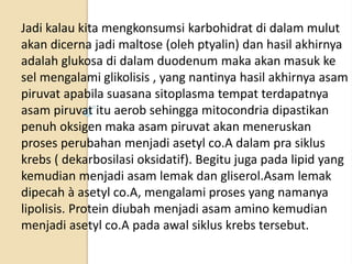 Jadi kalau kita mengkonsumsi karbohidrat di dalam mulut
akan dicerna jadi maltose (oleh ptyalin) dan hasil akhirnya
adalah glukosa di dalam duodenum maka akan masuk ke
sel mengalami glikolisis , yang nantinya hasil akhirnya asam
piruvat apabila suasana sitoplasma tempat terdapatnya
asam piruvat itu aerob sehingga mitocondria dipastikan
penuh oksigen maka asam piruvat akan meneruskan
proses perubahan menjadi asetyl co.A dalam pra siklus
krebs ( dekarbosilasi oksidatif). Begitu juga pada lipid yang
kemudian menjadi asam lemak dan gliserol.Asam lemak
dipecah à asetyl co.A, mengalami proses yang namanya
lipolisis. Protein diubah menjadi asam amino kemudian
menjadi asetyl co.A pada awal siklus krebs tersebut.
 