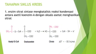 SIKLUS KREBS.ppt