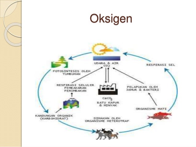 Siklus Materi: Oksigen, Karbon, Nitrogen yang Kompak (atau Ribet?)