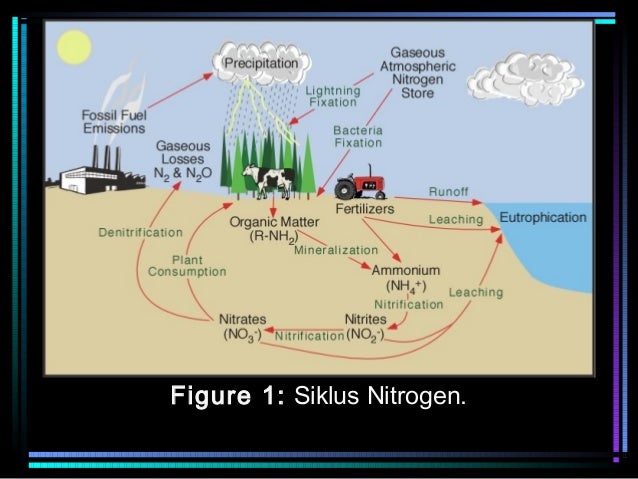  Siklus  Nitrogen 