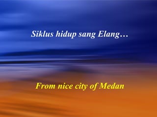Siklus hidup sang Elang…




From nice city of Medan
 
