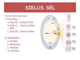 SIKLUS SEL
Terdiri atas dua fase :
1. Interfase :
a. Fase G1 : sintesis RNA
b. Fase S : Sintesis DNA,
RNA
c. Fase G2 : Sintesis RNA
2. Pembelahan :
a. Profase
b. Metafase
c. Anafase
d. Telofase
 