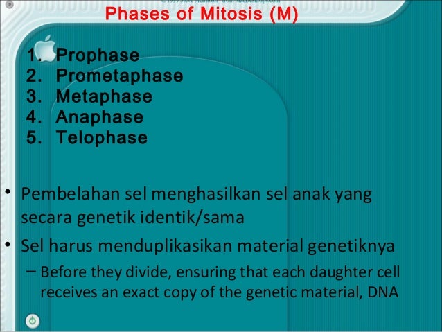 Siklus sel mitosis Universitas Kuningan Siklus sel mitosis Universitas Kuningan
