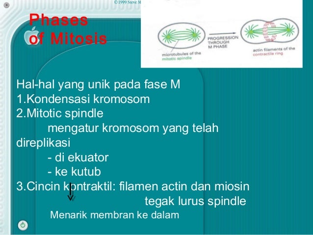 Siklus sel mitosis Universitas Kuningan Siklus sel mitosis Universitas Kuningan
