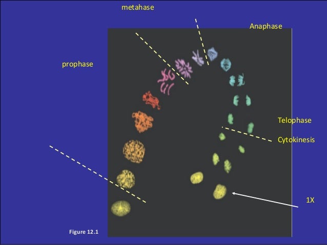 Siklus sel mitosis Universitas Kuningan Siklus sel mitosis Universitas Kuningan