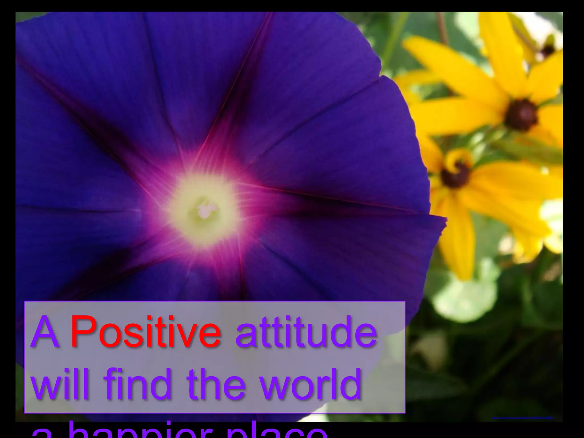 A Positive attitude
will find the world
http://www.flickr.com/photos/55948751@N00/3975873809/

 