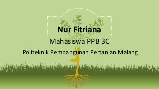 Nur Fitriana
Mahasiswa PPB 3C
Politeknik Pembangunan Pertanian Malang
 
