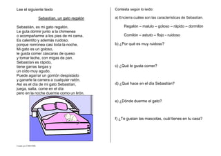 Creado por CMD/2006
Lee el siguiente texto
Sebastían, un gato regalón
Sebastián, es mi gato regalón.
Le guta dormir junto a la chimenea
o acompañarme a los pies de mi cama.
Es calentito y además ruidoso.
porque ronronea casi toda la noche.
Mi gato es un goloso,
le gusta comer cáscaras de queso
y tomar leche, con migas de pan.
Sebastían es rápido,
tiene garras largas y
un oído muy agudo.
Puede agarrar un gorrión despistado
y ganarle la carrera a cualquier ratón.
Así es el día de mi gato Sebastían,
juega, salta, come en el día
pero en la noche duerme como un lirón.
Contesta según lo leido:
a) Encierra cuáles son las características de Sebastían.
Regalón – malulo – goloso – rápido – dormilón
Comilón – astuto – flojo - ruidoso
b) ¿Por qué es muy ruidoso?
c) ¿Qué le gusta comer?
d) ¿Qué hace en el día Sebastían?
e) ¿Dónde duerme el gato?
f) ¿Te gustan las mascotas, cuál tienes en tu casa?
 