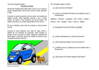 Elaborado por CMD/2006
19.Lee el siguiente texto:
Mi perrito Puñete
Mi perrito Puñete tiene siete años como yo. Su cola es
corta y despeinada. Es de color oscuro, lindo, peludito
y ñato.
Cuando un auto se asoma, corre y corre, las ruedas se
espera comer. Muy agotado camina y así a casa
volver. Al verme, muy contento se ha de poner, da
saltos enormes y su colita despeinada ha de mover.
Es muy mañoso, pues solo los huesos y carne quiere
comer.
Cuando le toca bañarse, por toda la casa corre y
detrás de mi cómoda se esconde. Para secarlo lo
pongo al sol y le paso un paño, después, cansado de
tanto jugar y arrancar, busca su casita, se echa y muy
tranquilo se pone a dormir.
20. Contesta según lo leído:
a) ¿Qué animal es Puñete?
b) ¿Cómo es Puñete? Encierra las palabras que lo
caracterizan:
Mañoso – comilón - juguetón – fiel – bravo – clarito –
peludo – feo – narigón – ñato – oscuro – alegre.
c) Imagínate la cola de Puñete y dibújala.
d) ¿Cómo demuestran su cariño los perros?
e) ¿Qué alimentos deben comer los perros?
f) ¿Cuáles son los cuidados que se le deben dar a
los perros?
g) ¿Qué pasa con Puñete después del baño?
 