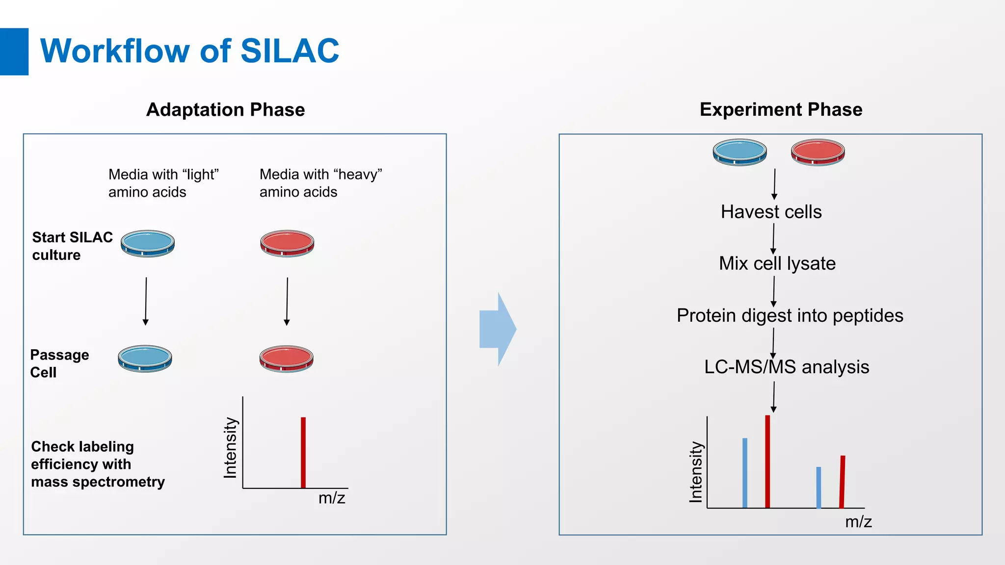 Workflow of SILAC
Adaptation Phase
Havest cells
Mix cell lysate
Protein digest into peptides
LC-MS/MS analysis
m/z
Intensity
Media with “light”
amino acids
Media with “heavy”
amino acids
m/z
IntensityStart SILAC
culture
Passage
Cell
Check labeling
efficiency with
mass spectrometry
Experiment Phase
 