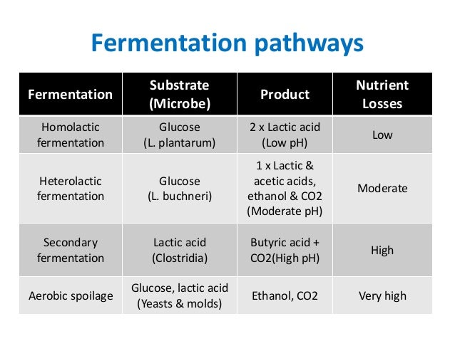 Effizienz der Fermentation