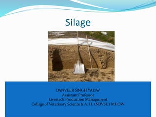 Silage
DANVEER SINGH YADAV
Assistant Professor
Livestock Production Management
College of Veterinary Science & A. H. (NDVSU) MHOW
 
