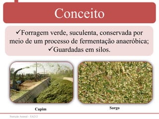 Nutrição Animal – EA212
Conceito
Forragem verde, suculenta, conservada por
meio de um processo de fermentação anaeróbica;
Guardadas em silos.
Capim Sorgo
 