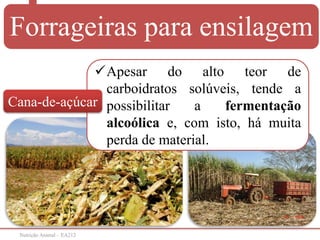 Nutrição Animal – EA212
Apesar do alto teor de
carboidratos solúveis, tende a
possibilitar a fermentação
alcoólica e, com isto, há muita
perda de material.
Cana-de-açúcar
Forrageiras para ensilagem
 