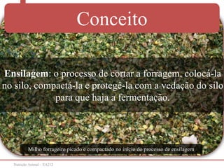 Nutrição Animal – EA212
Ensilagem: o processo de cortar a forragem, colocá-la
no silo, compactá-la e protegê-la com a vedação do silo
para que haja a fermentação.
Conceito
Milho forrageiro picado e compactado no início do processo de ensilagem
 