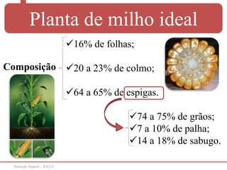 Nutrição Animal – EA212
Planta de milho ideal
Composição
16% de folhas;
20 a 23% de colmo;
64 a 65% de espigas.
74 a 75% de grãos;
7 a 10% de palha;
14 a 18% de sabugo.
 