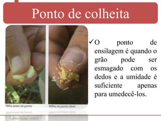 Nutrição Animal – EA212
Ponto de colheita
O ponto de
ensilagem é quando o
grão pode ser
esmagado com os
dedos e a umidade é
suficiente apenas
para umedecê-los.
 