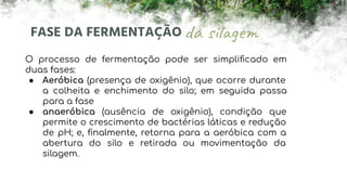 FASE DA FERMENTAÇÃO
O processo de fermentação pode ser simpliﬁcado em
duas fases:
● Aeróbica (presença de oxigênio), que ocorre durante
a colheita e enchimento do silo; em seguida passa
para a fase
● anaeróbica (ausência de oxigênio), condição que
permite o crescimento de bactérias láticas e redução
de pH; e, ﬁnalmente, retorna para a aeróbica com a
abertura do silo e retirada ou movimentação da
silagem.
 