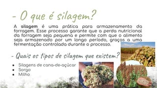 A silagem é uma prática para armazenamento da
forragem. Esse processo garante que a perda nutricional
da forragem seja pequena e permite com que o alimento
seja armazenado por um longo período, graças a uma
fermentação controlada durante o processo.
- Quais os tipos de silagem que existem?
● Silagens de cana-de-açúcar
● Sorgo
● Milho
 