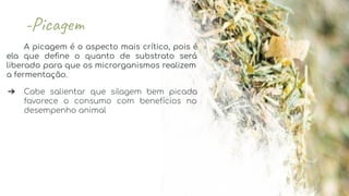 A picagem é o aspecto mais crítico, pois é
ela que deﬁne o quanto de substrato será
liberado para que os microrganismos realizem
a fermentação.
➔ Cabe salientar que silagem bem picada
favorece o consumo com benefícios no
desempenho animal
 