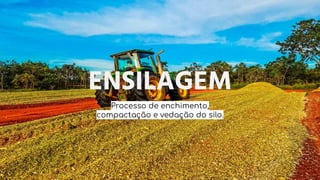 ENSILAGEM
Processo de enchimento,
compactação e vedação do silo.
 