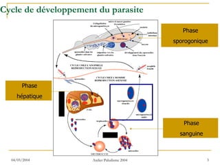 Cycle de développement du parasite

                                                 Phase
                                              sporogonique




       Phase
     hépatique



                                                 Phase
                                                sanguine



  04/05/2004         Atelier Paludisme 2004                3
 