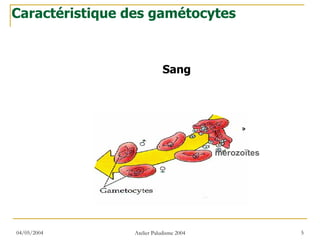 Caractéristique des gamétocytes



                             Sang




                                          mérozoïtes




04/05/2004       Atelier Paludisme 2004                5
 