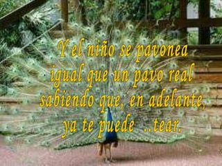 Y el niño se pavonea igual que un pavo real sabiendo que, en adelante, ya te puede  ..tear. 