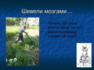 Шевели мозгами…
       Почему при росе
       косить траву легче?
       Какая пословица
       говорит об этом?
 