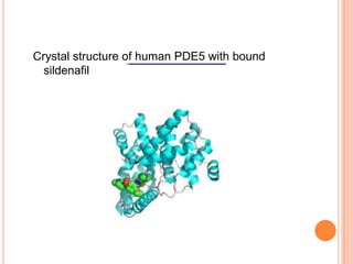 Crystal structure of human PDE5 with bound
sildenafil
 