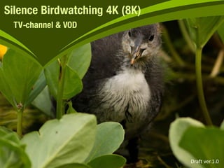Silence Birdwatching 4K (8K)
TV-channel & VOD
Draft ver.1.0
 