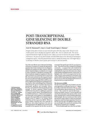 REVIEWS




                             POST-TRANSCRIPTIONAL
                             GENE SILENCING BY DOUBLE-
                             STRANDED RNA
                             Scott M. Hammond*‡, Amy A. Caudy*§ and Gregory J. Hannon*
                             Imagine being able to knock out your favourite gene with only a day’s work. Not just in one
                             model system, but in virtually any organism: plants, flies, mice or cultured cells. This sort of
                             experimental dream might one day become reality as we learn to harness the power of RNA
                             interference, the process by which double-stranded RNA induces the silencing of homologous
                             endogenous genes. How this phenomenon works is slowly becoming clear, and might help us
                             to develop an effortless tool to probe gene function in cells and animals.


                            One of the most effective ways to determine the biologi-     transmitted through the germ line for several genera-
                            cal function of a protein is to examine the phenotype of     tions1. These discoveries have intrigued the biological
                            organisms that contain mutations in its encoding gene.       community — an interest that is also fuelled by the
                            Typically, such mutations are either created in a directed   increasing power of RNAi as a tool to convert the accu-
                            manner, using homologous recombination, for example          mulating hordes of genomic information into a deeper
                            in yeast or mammals, or identified by searching collec-      understanding of biological function. In this review, we
                            tions of randomly mutagenized organisms for lesions in       highlight some of the recent progress that has been
                            a gene of interest, as is commonly done in worms and         made towards understanding the mechanisms that
                            flies. Alternative methods for silencing specific genes      underlie dsRNA-induced gene silencing and we briefly
                            have also provided potentially powerful approaches.          discuss ways in which this biological phenomenon is
                            Antisense methods, using either DNA or RNA, are rela-        being harnessed as an experimental tool.
                            tively straightforward techniques for probing gene func-
                            tion; however, these methodologies have consistently         The discovery of RNAi
                            suffered from the spectre of artefacts that arise from       The discovery of RNAi grew out of a desire to use anti-
                            questionable specificity and incomplete efficacy.            sense approaches to probe gene function in C. elegans.
*Cold Spring Harbor         Recently, a new method for silencing specific genes has      In an effort to determine the function of the par-1 gene,
Laboratory, 1 Bungtown
Road, Cold Spring Harbor,
                            emerged1. In diverse organisms, double-stranded              Guo and Kemphues injected antisense par-1 RNA into
New York 11724, USA.        (ds)RNAs have been shown to inhibit gene expression          worms3. This created the expected phenotype —
‡Genetica Inc., 1 Kendall   in a sequence-specific manner. This biological process,      embryonic lethality. However, a serious paradox was
Square, Building 600,       termed RNA interference, or RNAi, shows several fea-         raised by the observation that injection of the control,
Cambridge, Massachusetts    tures that border on the mystical. In Caenorhabditis ele-    sense-orientation RNA created an identical phenotype.
01239, USA. §Watson
School of Biological        gans, gene silencing by RNAi can be initiated simply by      With hindsight, this was reminiscent of observations
Sciences, Cold Spring       soaking worms in dsRNA or by feeding worms                   that had been made in plants, in which increased gene
Harbor Laboratory, 1        Escherichia coli that express the dsRNA2. RNAi is a          dosage also caused loss of gene expression. However, at
Bungtown Road, Cold         potent method, requiring only a few molecules of             the time (six years ago), the inhibition of gene expres-
Spring Harbor, New York
11724, USA.
                            dsRNA per cell to silence expression. Not only can           sion was thought to be caused by the saturation of the
Correspondence to G.J.H.    silencing spread from the digestive tract of worms to the    factors that are needed for par-1 translation.
e-mail: hannon@cshl.org     remainder of the organism, but the effect can also be            The key breakthrough came when Fire and Mello1,


110   | FEBRUARY 2001 | VOLUME 2                                                                                 www.nature.com/reviews/genetics
                                                          © 2001 Macmillan Magazines Ltd
 