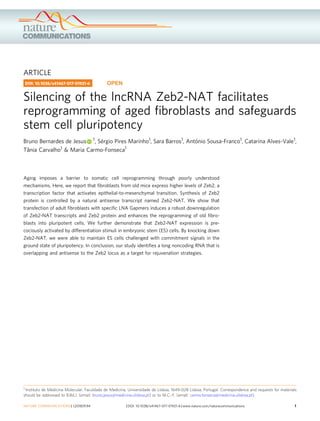 ARTICLE
Silencing of the lncRNA Zeb2-NAT facilitates
reprogramming of aged ﬁbroblasts and safeguards
stem cell pluripotency
Bruno Bernardes de Jesus 1, Sérgio Pires Marinho1, Sara Barros1, António Sousa-Franco1, Catarina Alves-Vale1,
Tânia Carvalho1 & Maria Carmo-Fonseca1
Aging imposes a barrier to somatic cell reprogramming through poorly understood
mechanisms. Here, we report that ﬁbroblasts from old mice express higher levels of Zeb2, a
transcription factor that activates epithelial-to-mesenchymal transition. Synthesis of Zeb2
protein is controlled by a natural antisense transcript named Zeb2-NAT. We show that
transfection of adult ﬁbroblasts with speciﬁc LNA Gapmers induces a robust downregulation
of Zeb2-NAT transcripts and Zeb2 protein and enhances the reprogramming of old ﬁbro-
blasts into pluripotent cells. We further demonstrate that Zeb2-NAT expression is pre-
cociously activated by differentiation stimuli in embryonic stem (ES) cells. By knocking down
Zeb2-NAT, we were able to maintain ES cells challenged with commitment signals in the
ground state of pluripotency. In conclusion, our study identiﬁes a long noncoding RNA that is
overlapping and antisense to the Zeb2 locus as a target for rejuvenation strategies.
DOI: 10.1038/s41467-017-01921-6 OPEN
1 Instituto de Medicina Molecular, Faculdade de Medicina, Universidade de Lisboa, 1649-028 Lisboa, Portugal. Correspondence and requests for materials
should be addressed to B.Bd.J. (email: bruno.jesus@medicina.ulisboa.pt) or to M.C.-F. (email: carmo.fonseca@medicina.ulisboa.pt)
NATURE COMMUNICATIONS | (2018)9:94 |DOI: 10.1038/s41467-017-01921-6 |www.nature.com/naturecommunications 1
1234567890
 